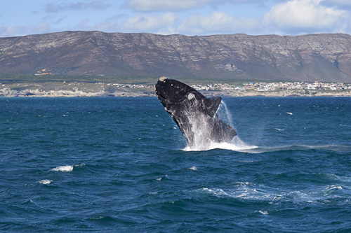 Hermanus, Wal, Whalewatching